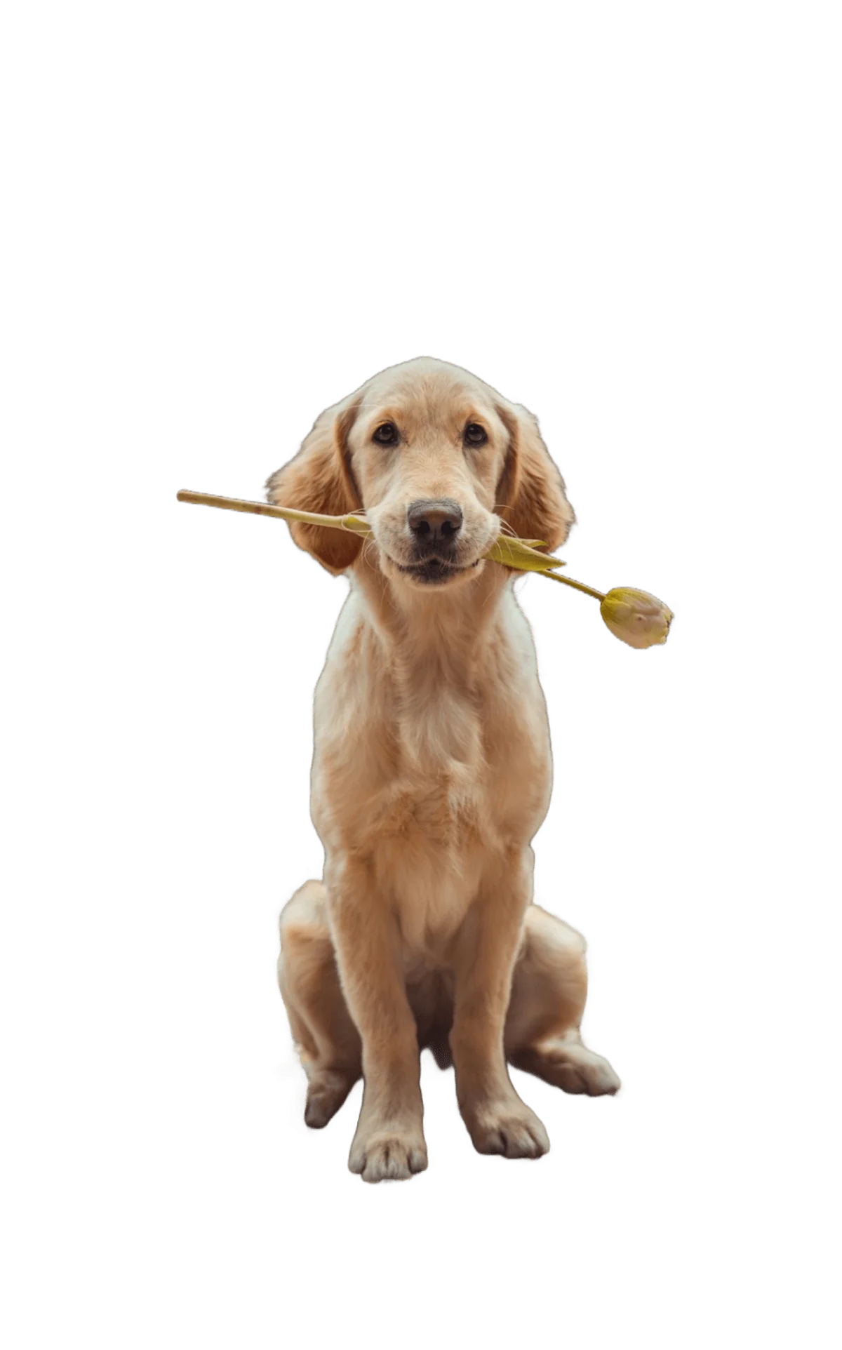 AI Transparent Cutout
